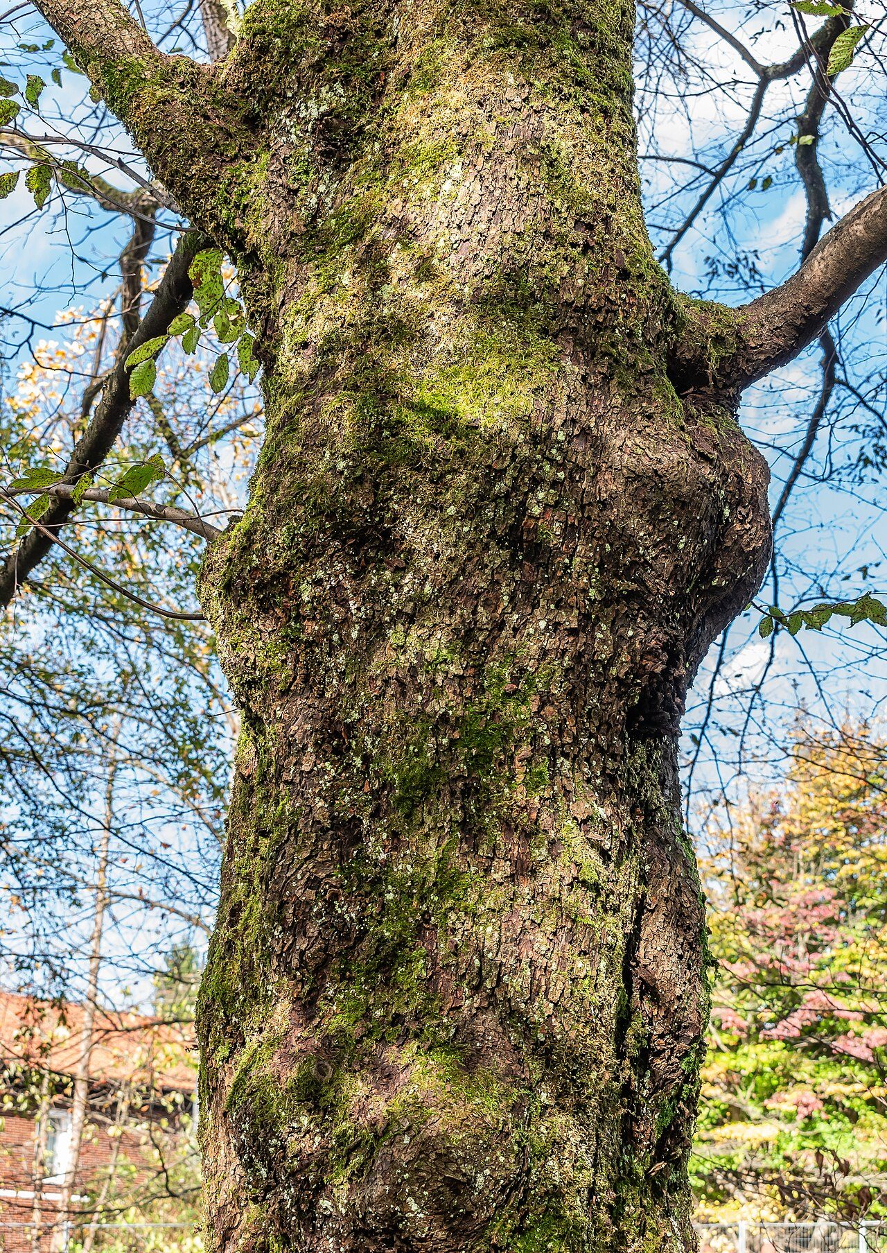 European hop-hornbeam 9