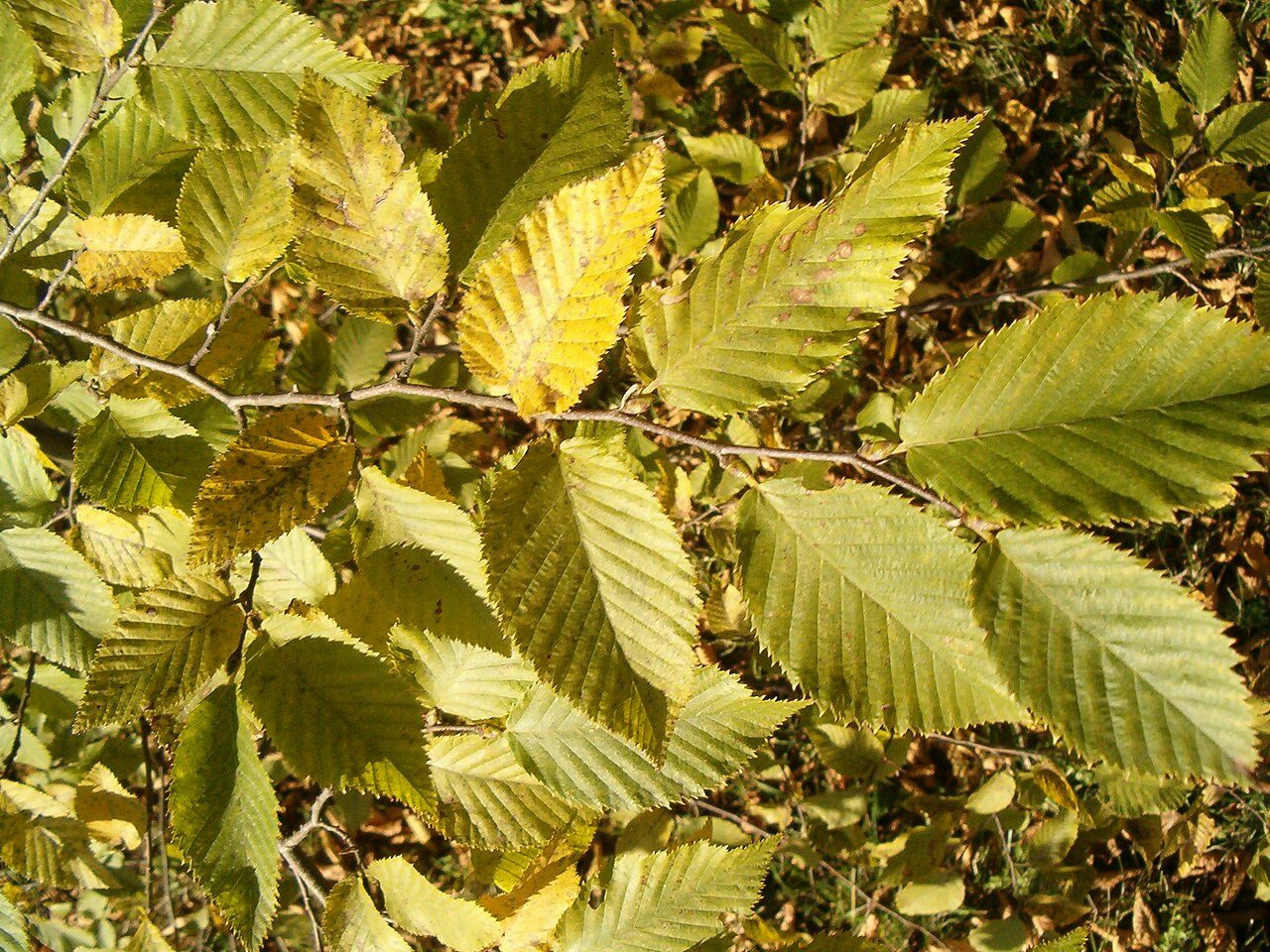 European hop-hornbeam 10