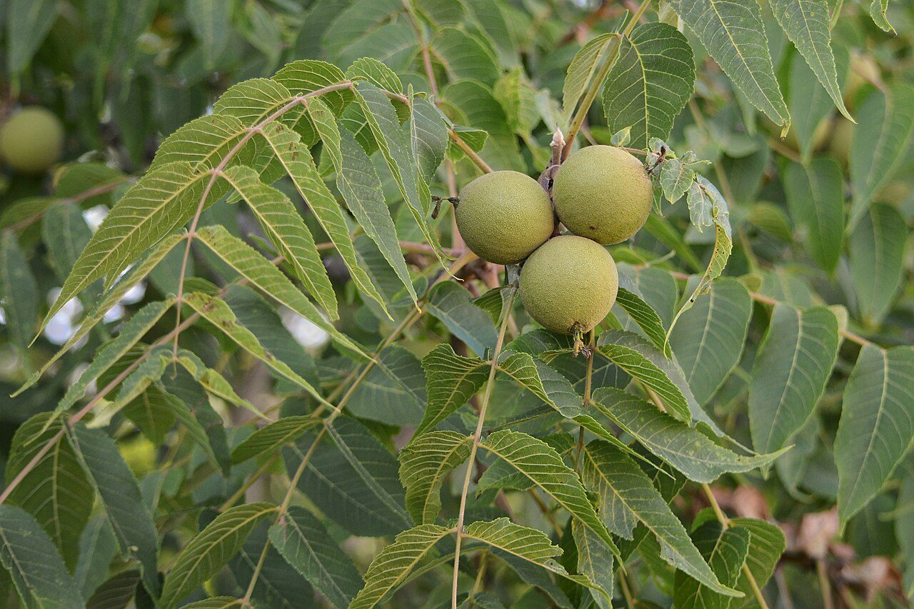 الجوز الأسود 4