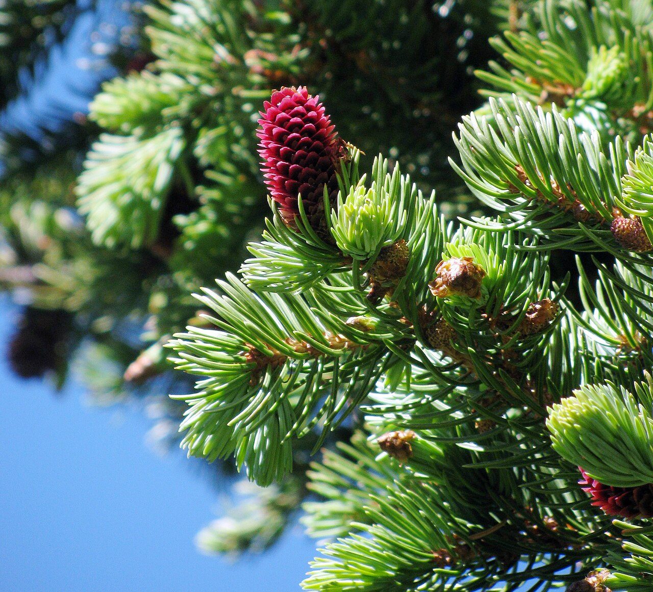 Picea azul