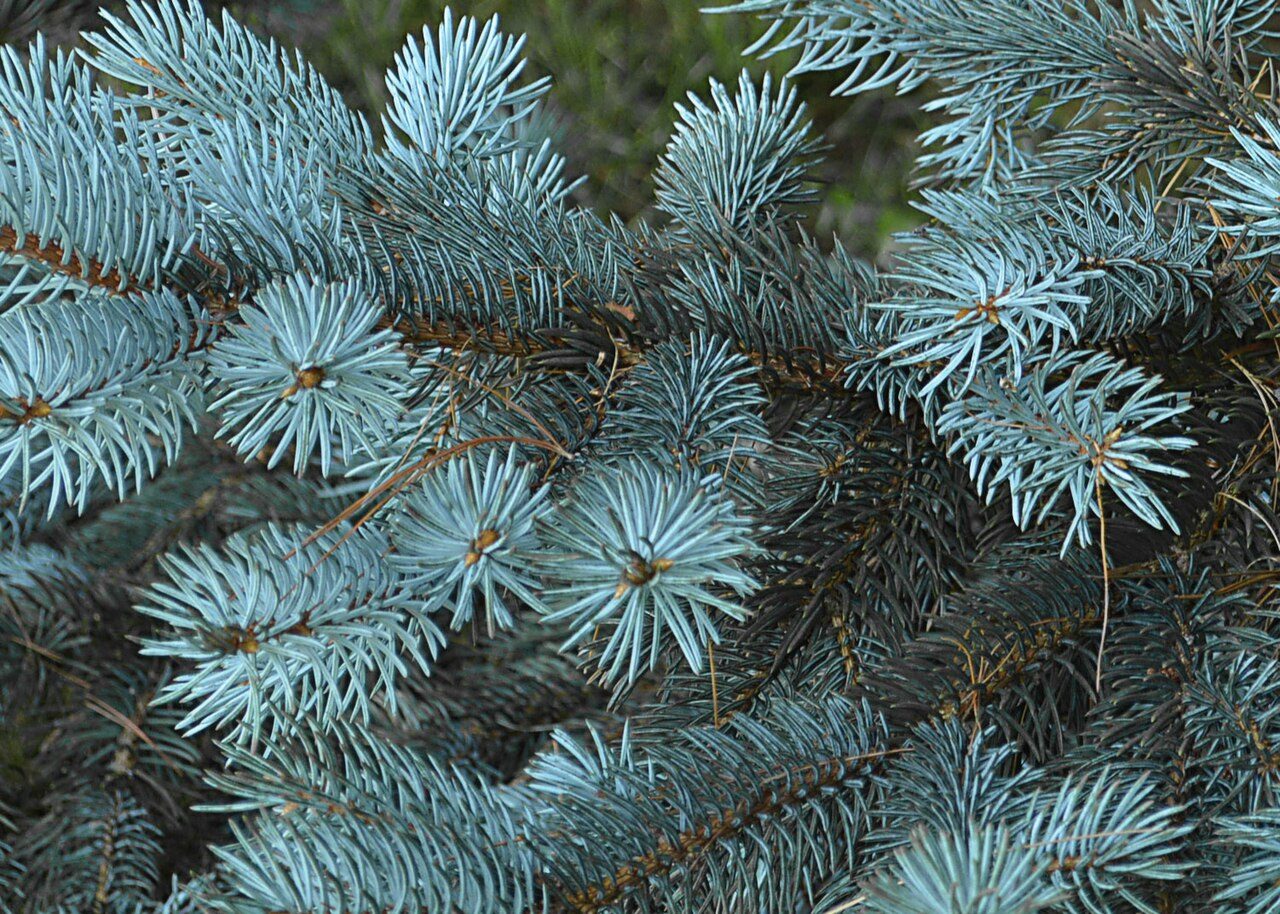 Picea azul 2