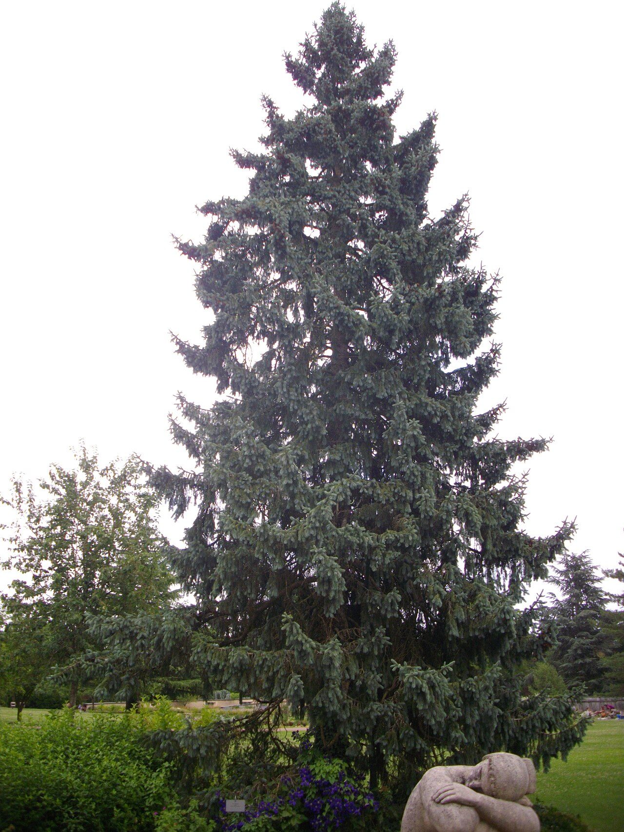 Picea azul 3