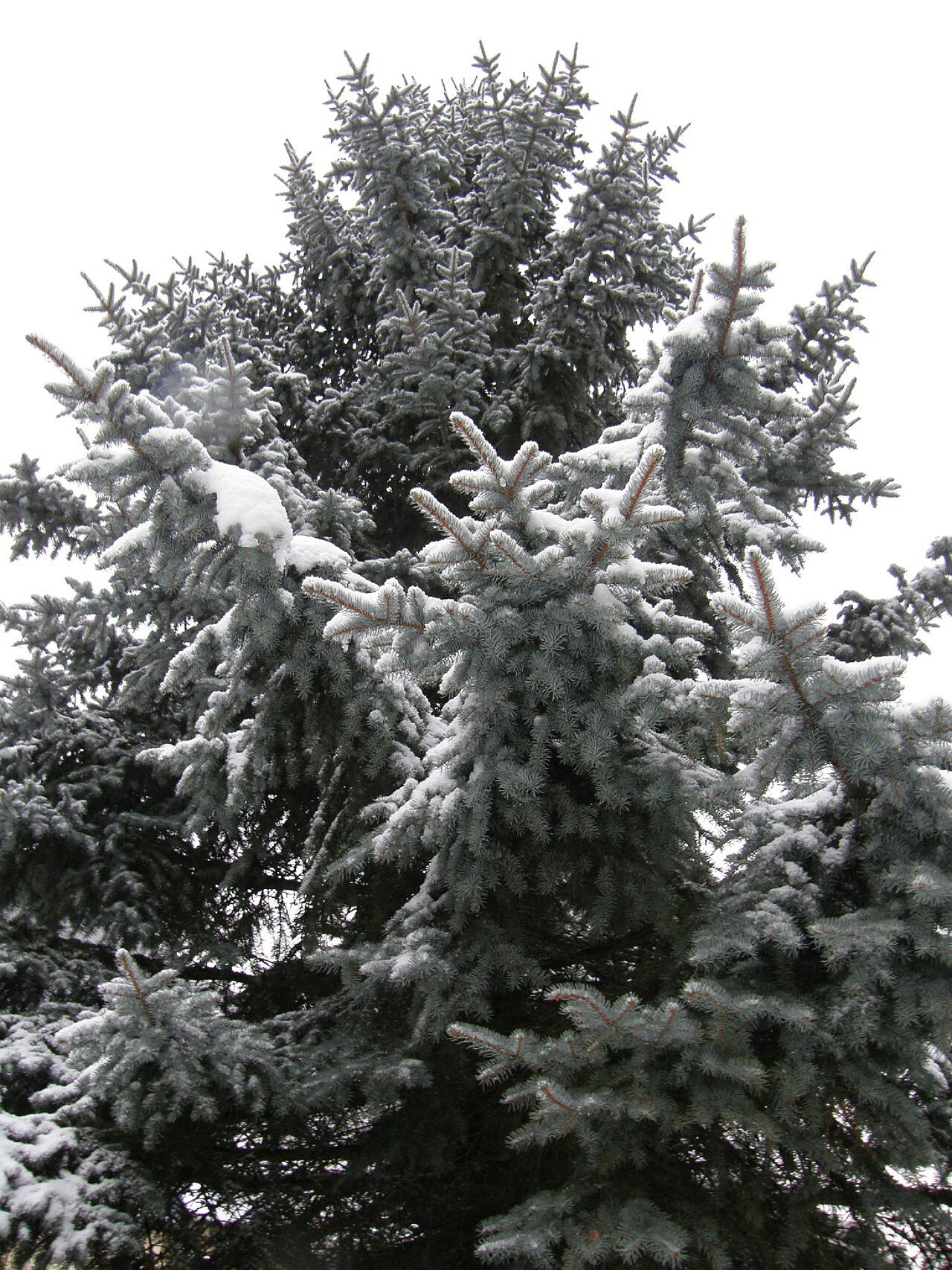 Picea azul 4