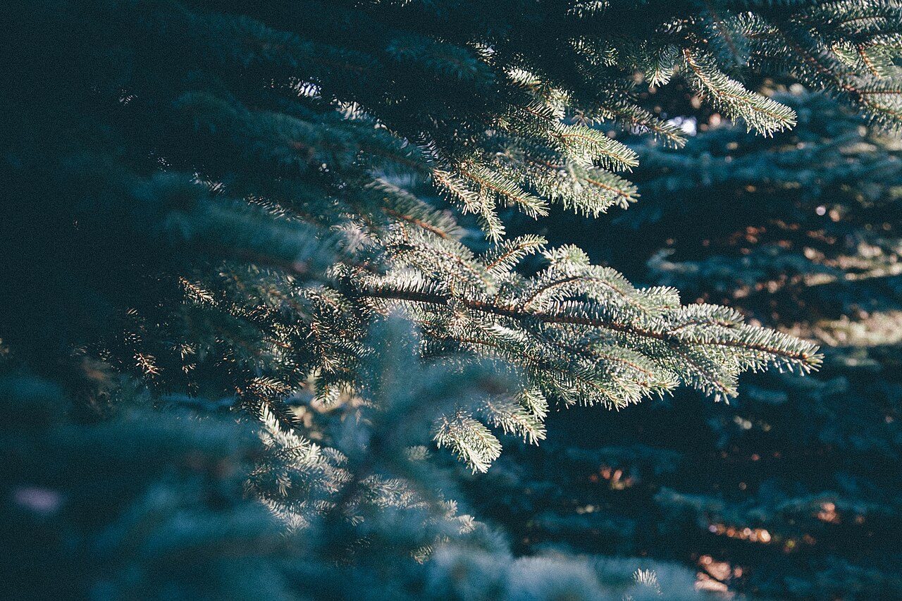 Picea azul 5