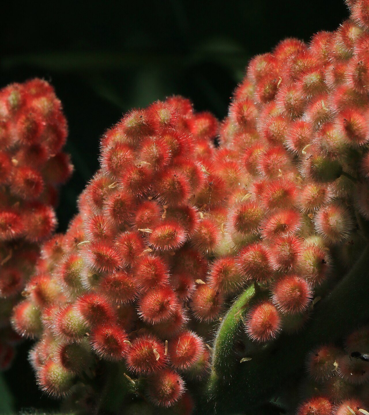 Rhus typhina 2