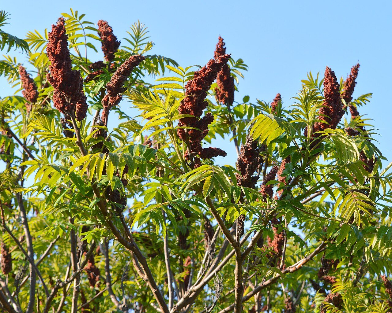 Rhus typhina 3
