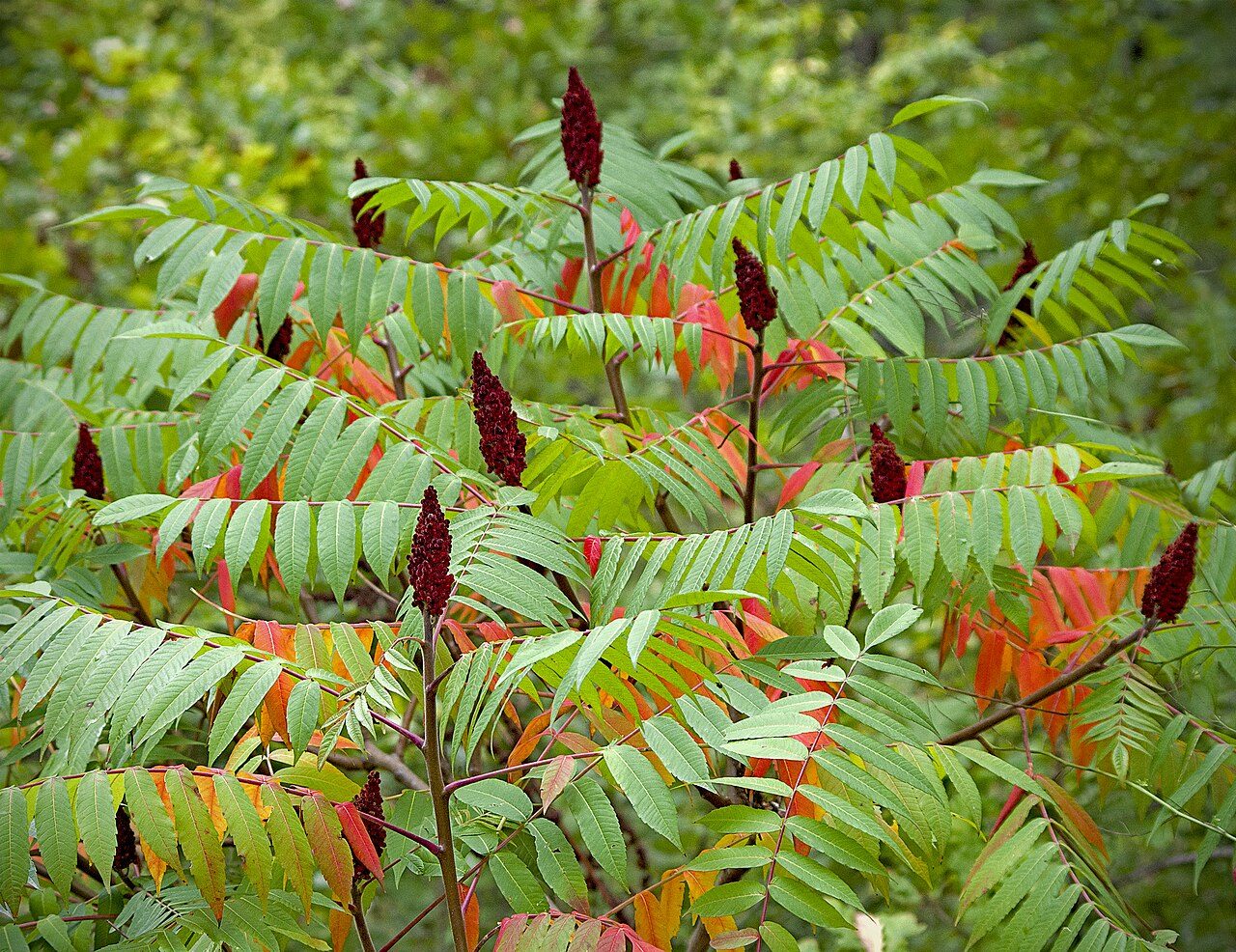 Rhus typhina 4