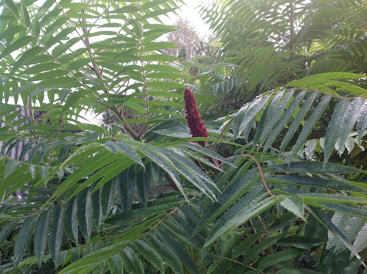 Rhus typhina 5