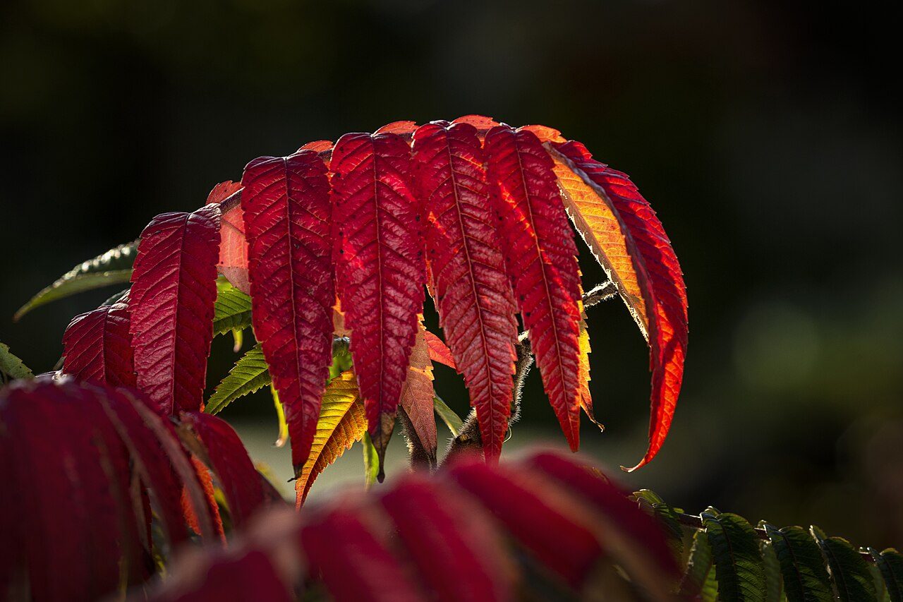 Rhus typhina 7