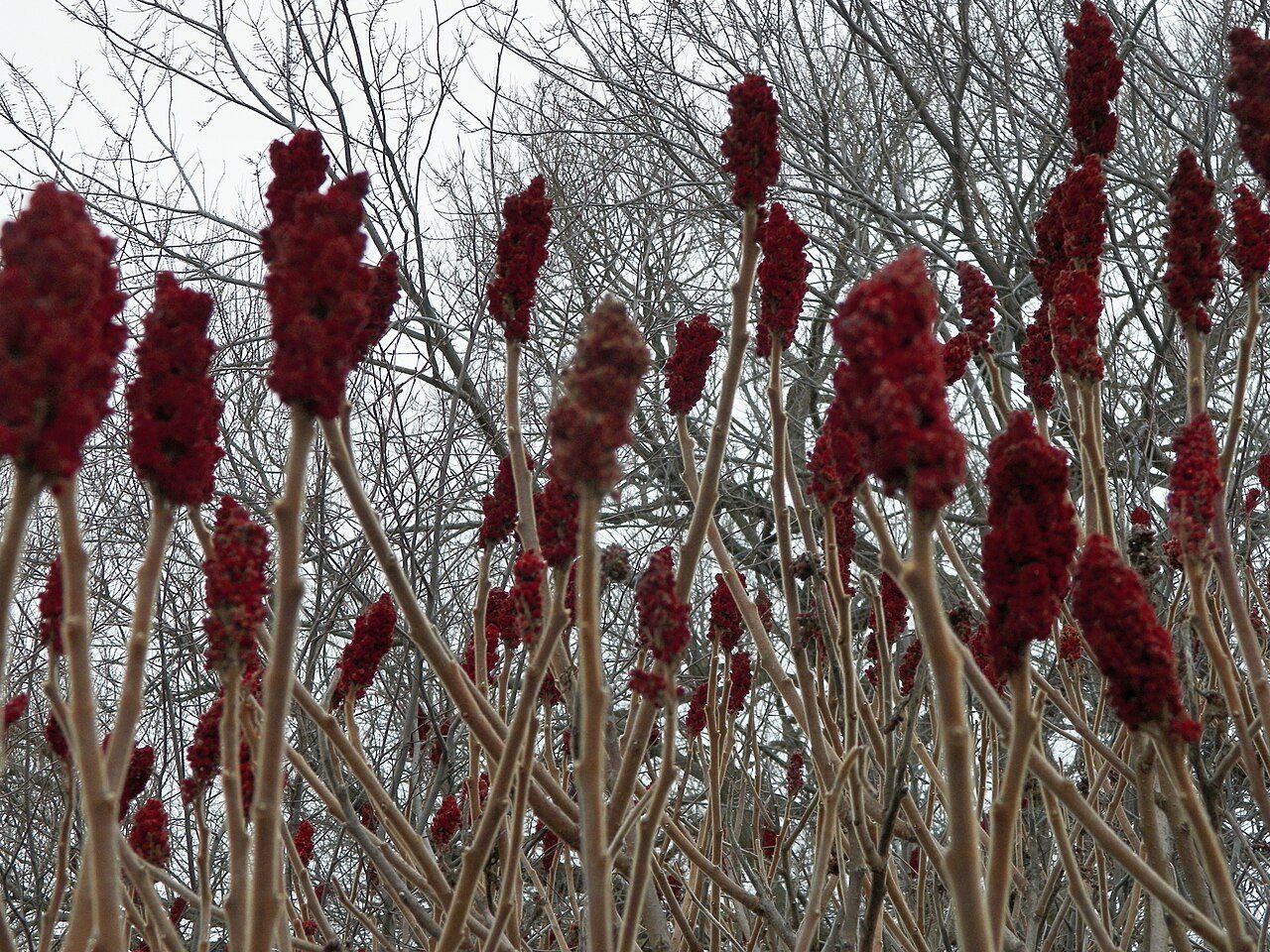 Rhus typhina 6