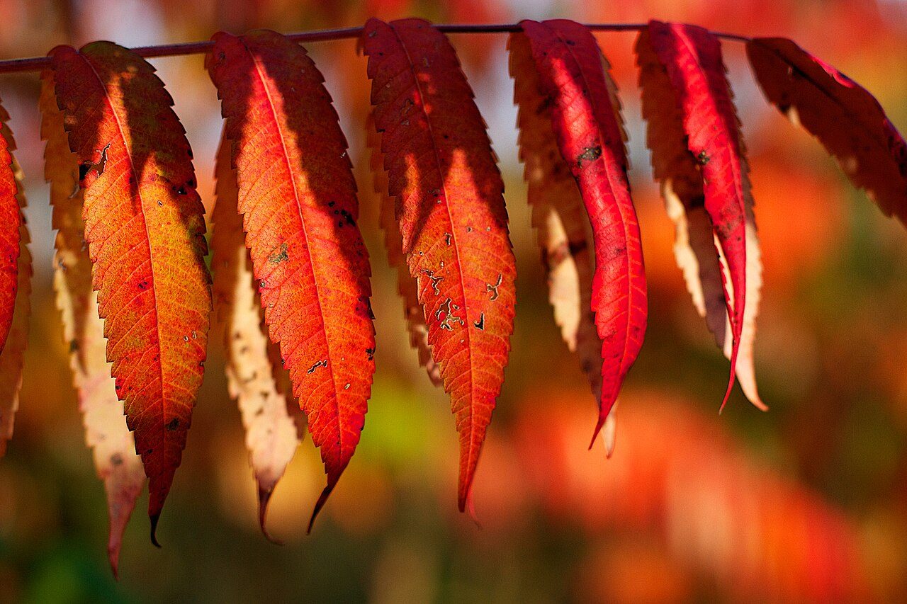 Rhus typhina 8