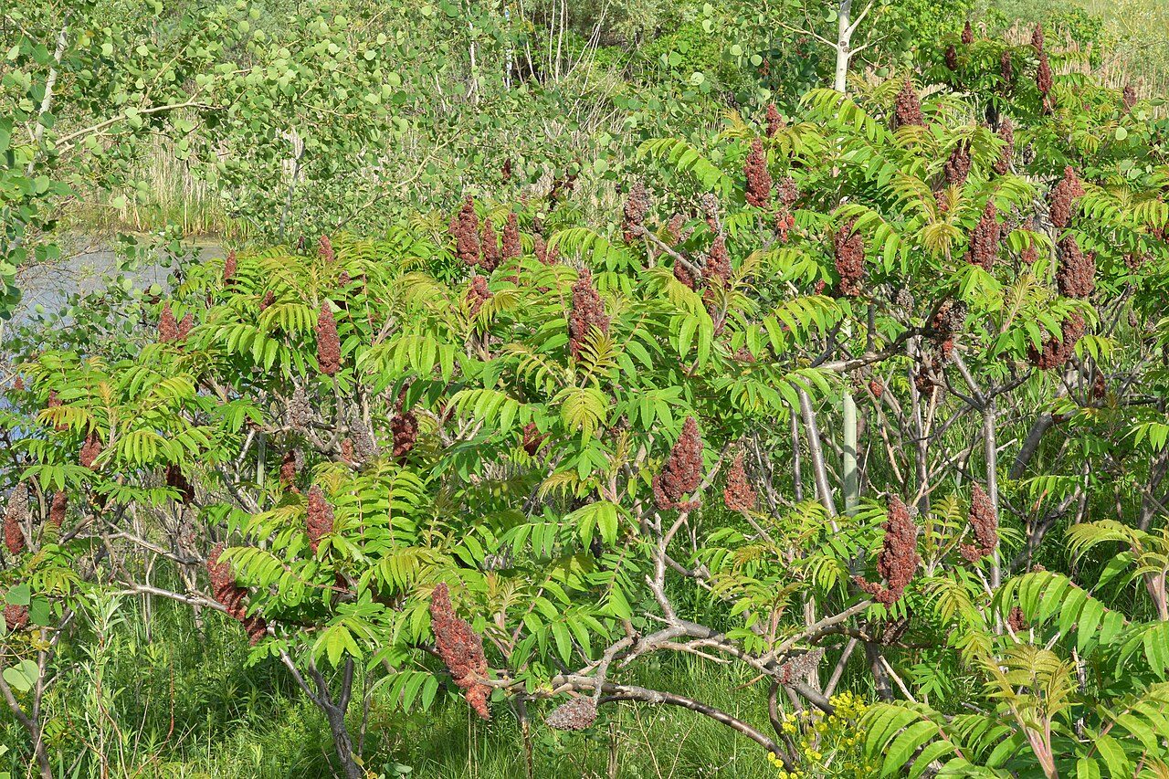 Rhus typhina 9