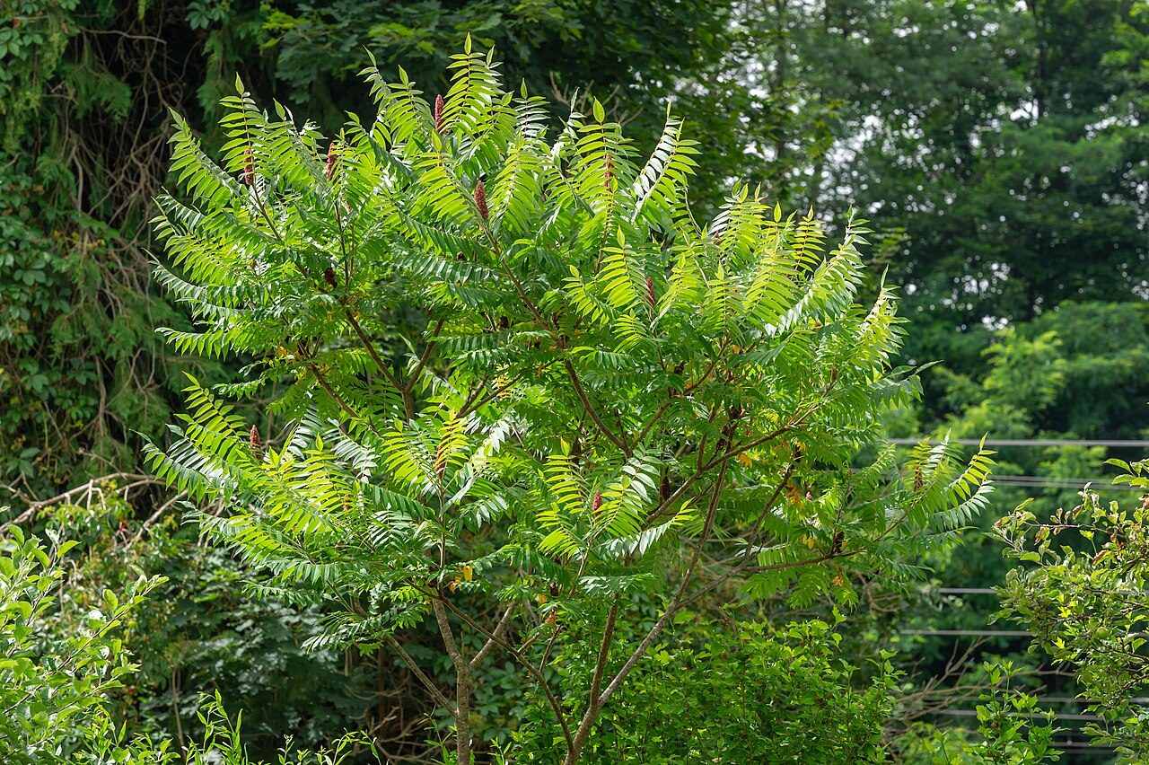 Rhus typhina 10