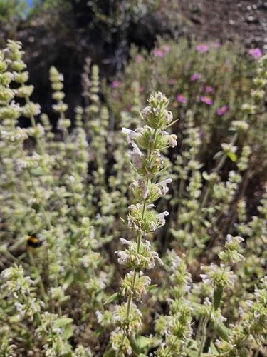 Nepeta italica 2