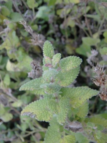 Nepeta italica 3