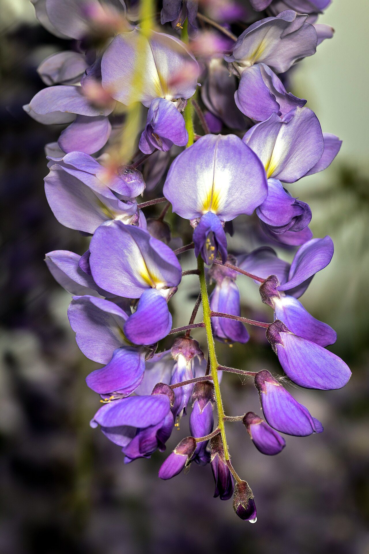 Glycine de Chine