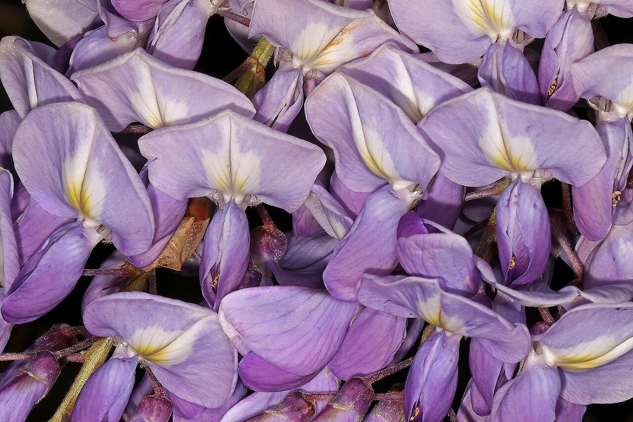 Glycine de Chine 2