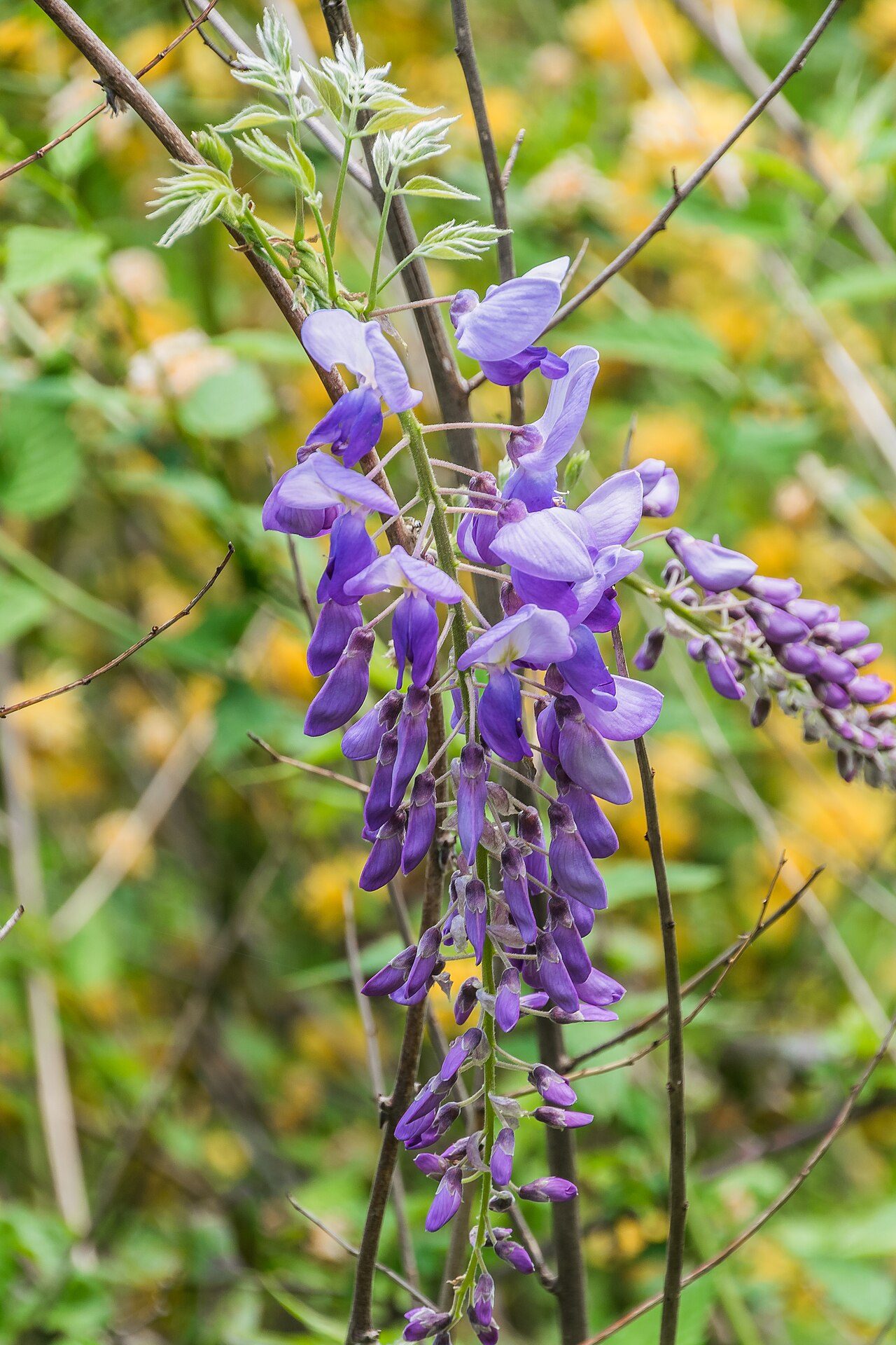 Glycine de Chine 3