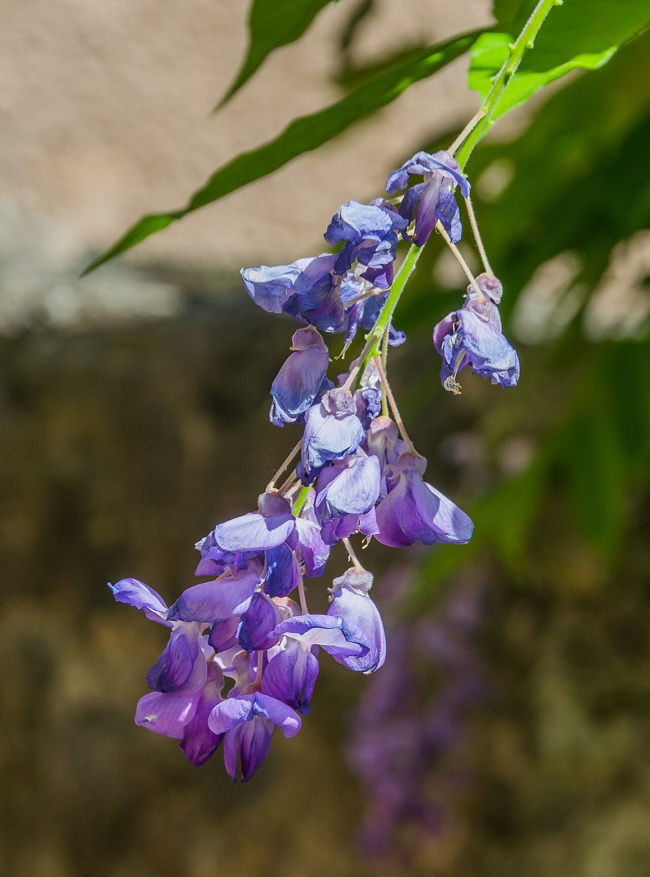 Glycine de Chine 4