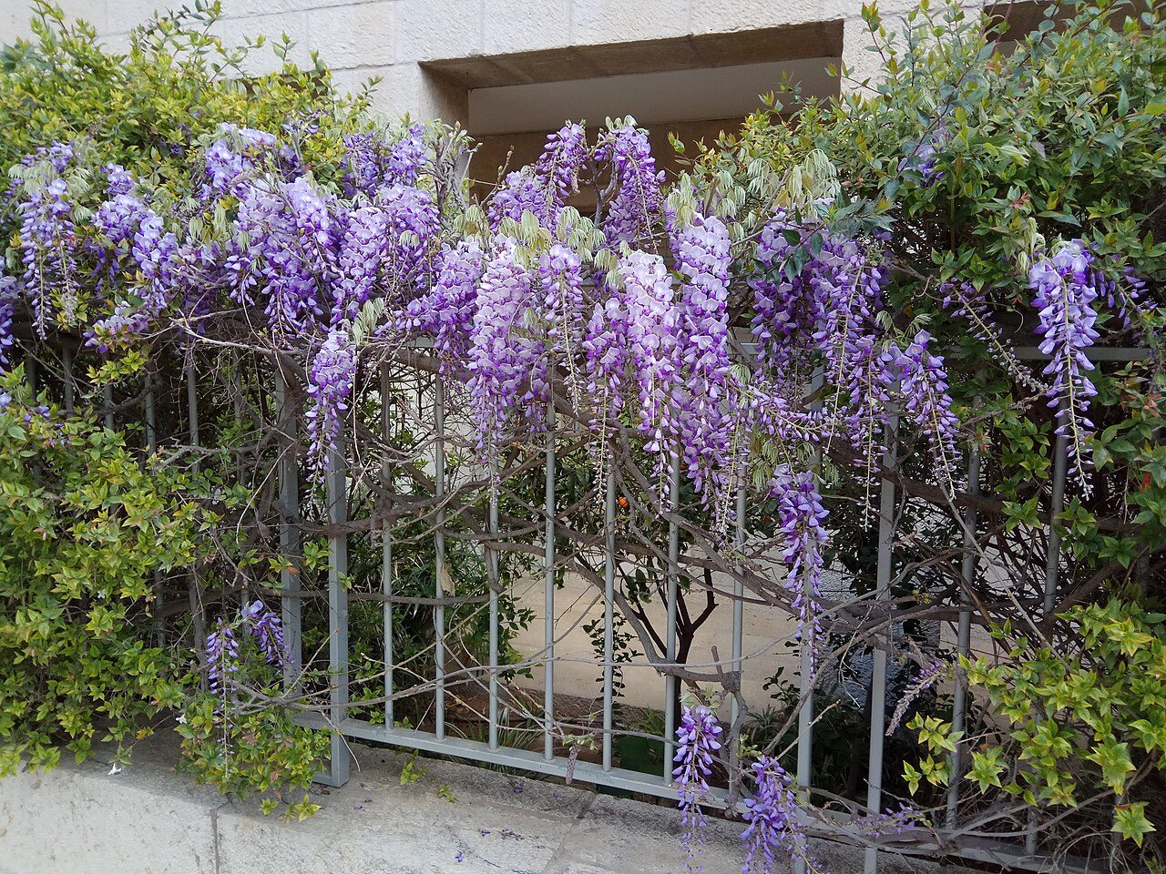Glycine de Chine 5