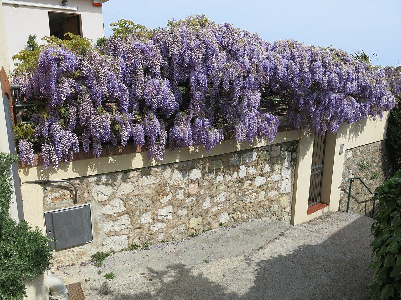 Glycine de Chine 6