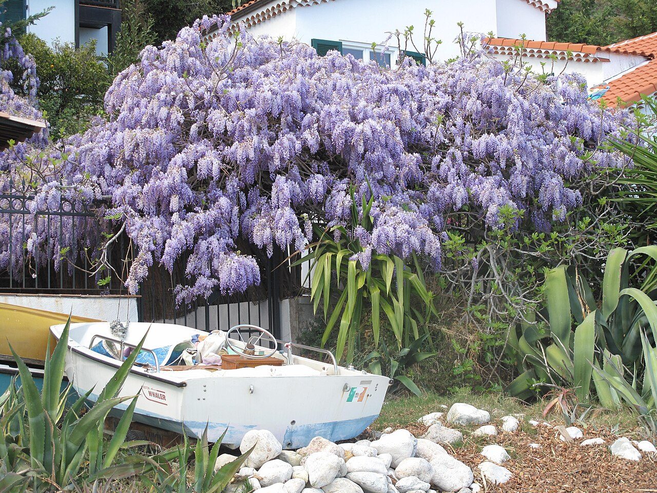 Glycine de Chine 7