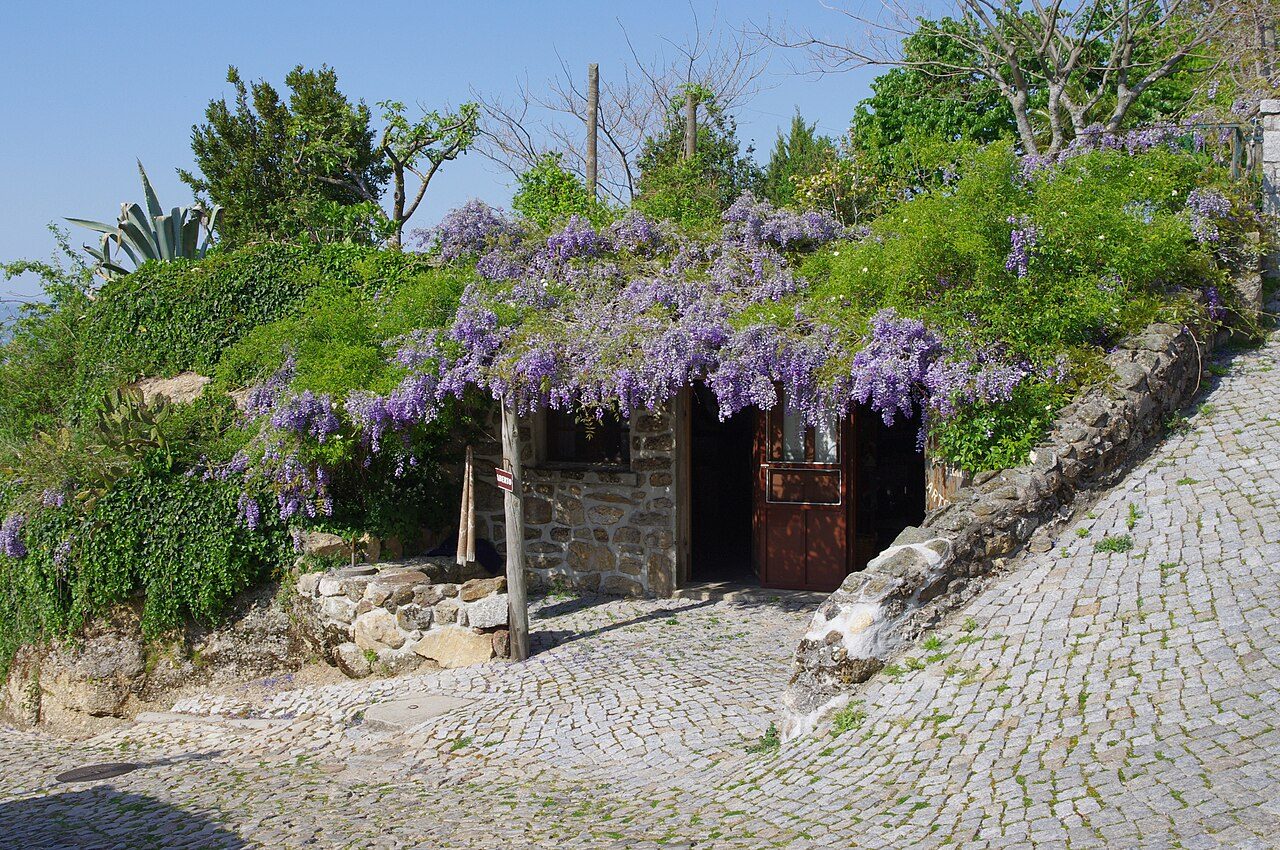 Glycine de Chine 8