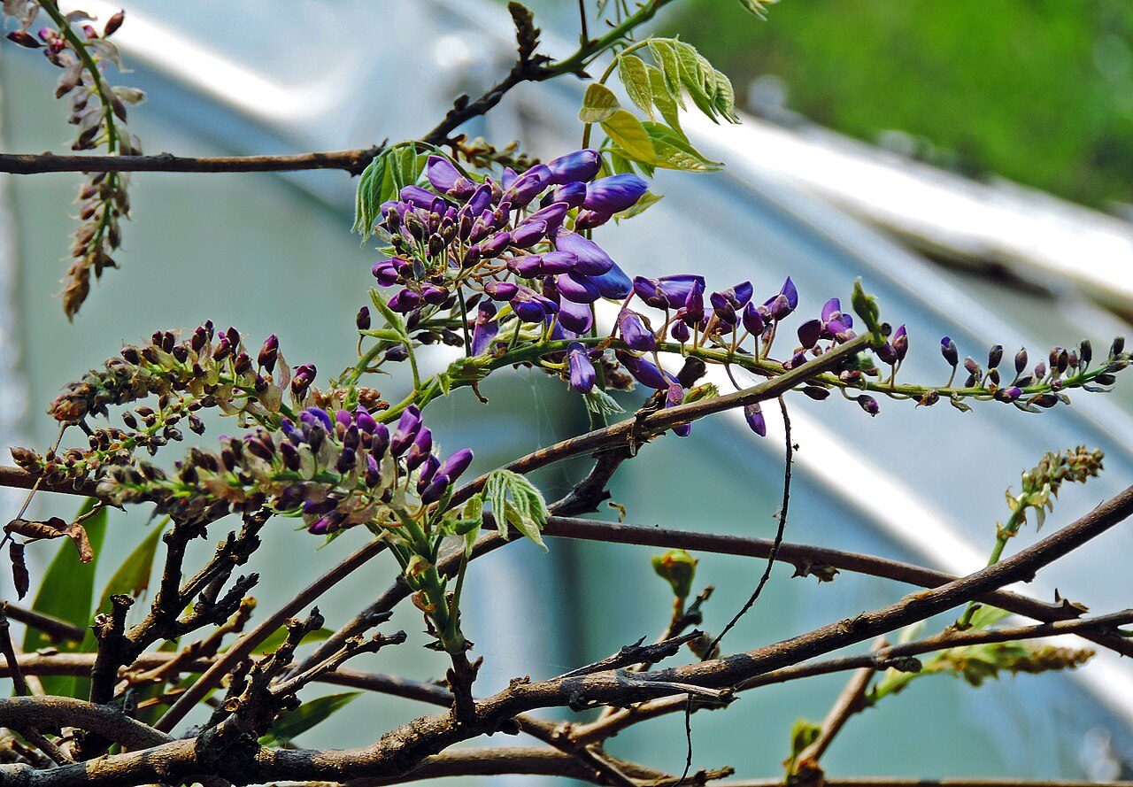 Glycine de Chine 9
