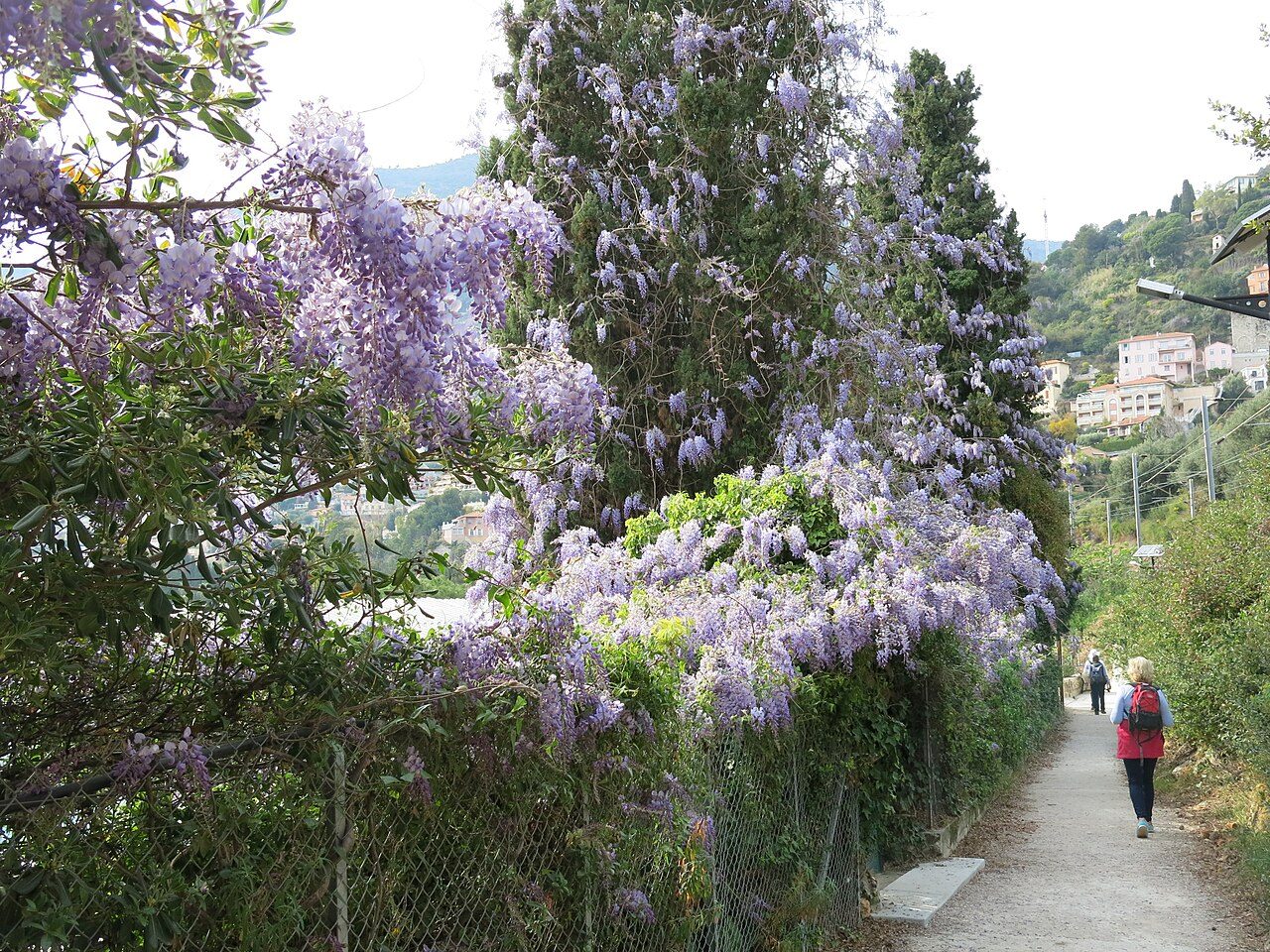 Glycine de Chine 10