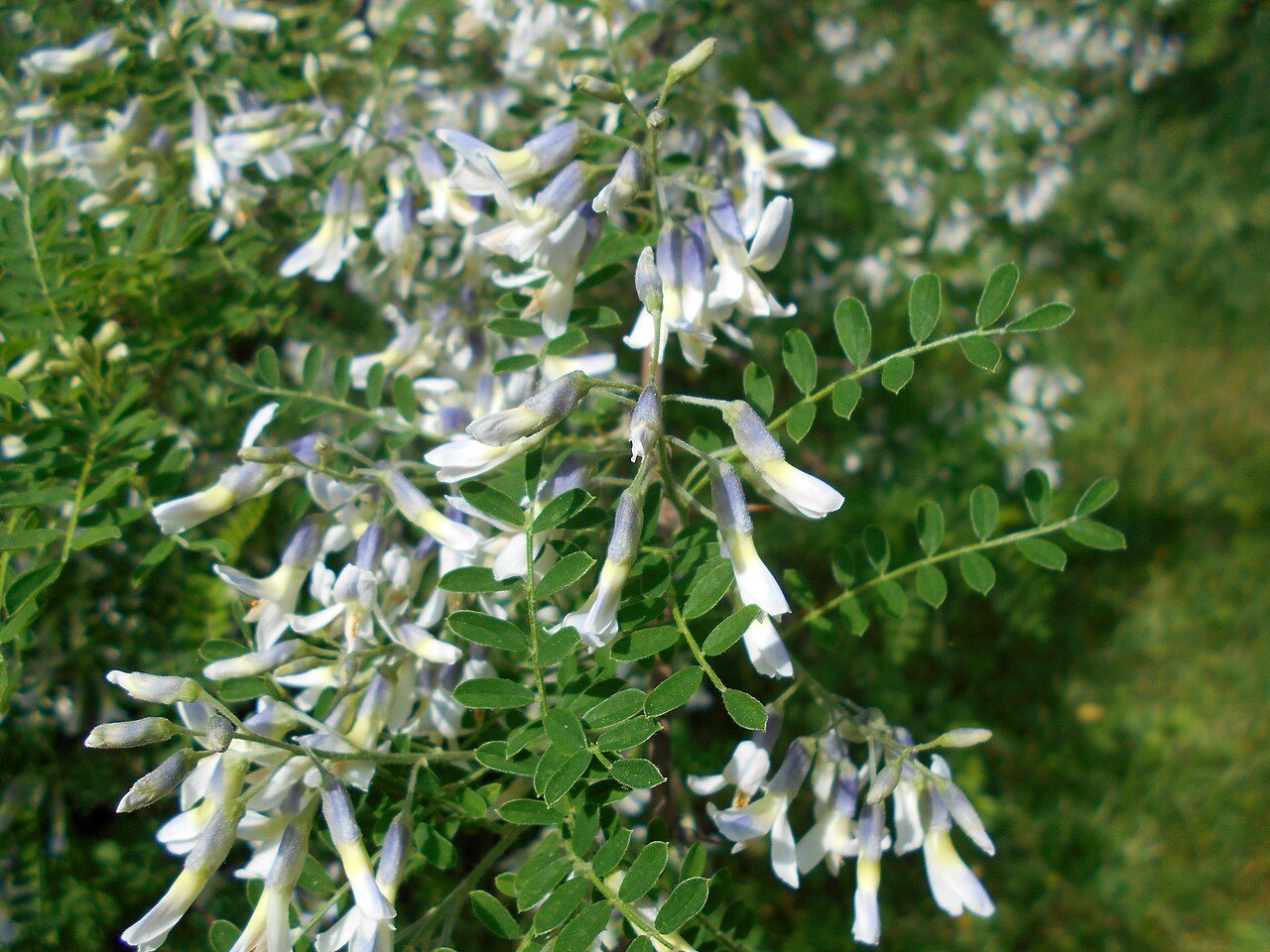 Sophora davidii