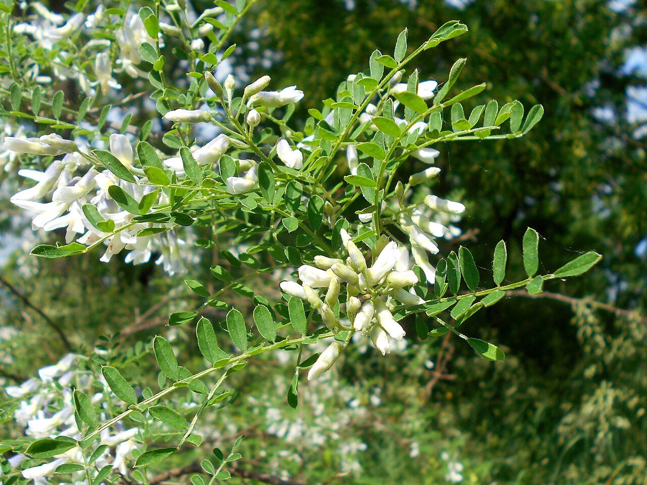 Sophora davidii 2