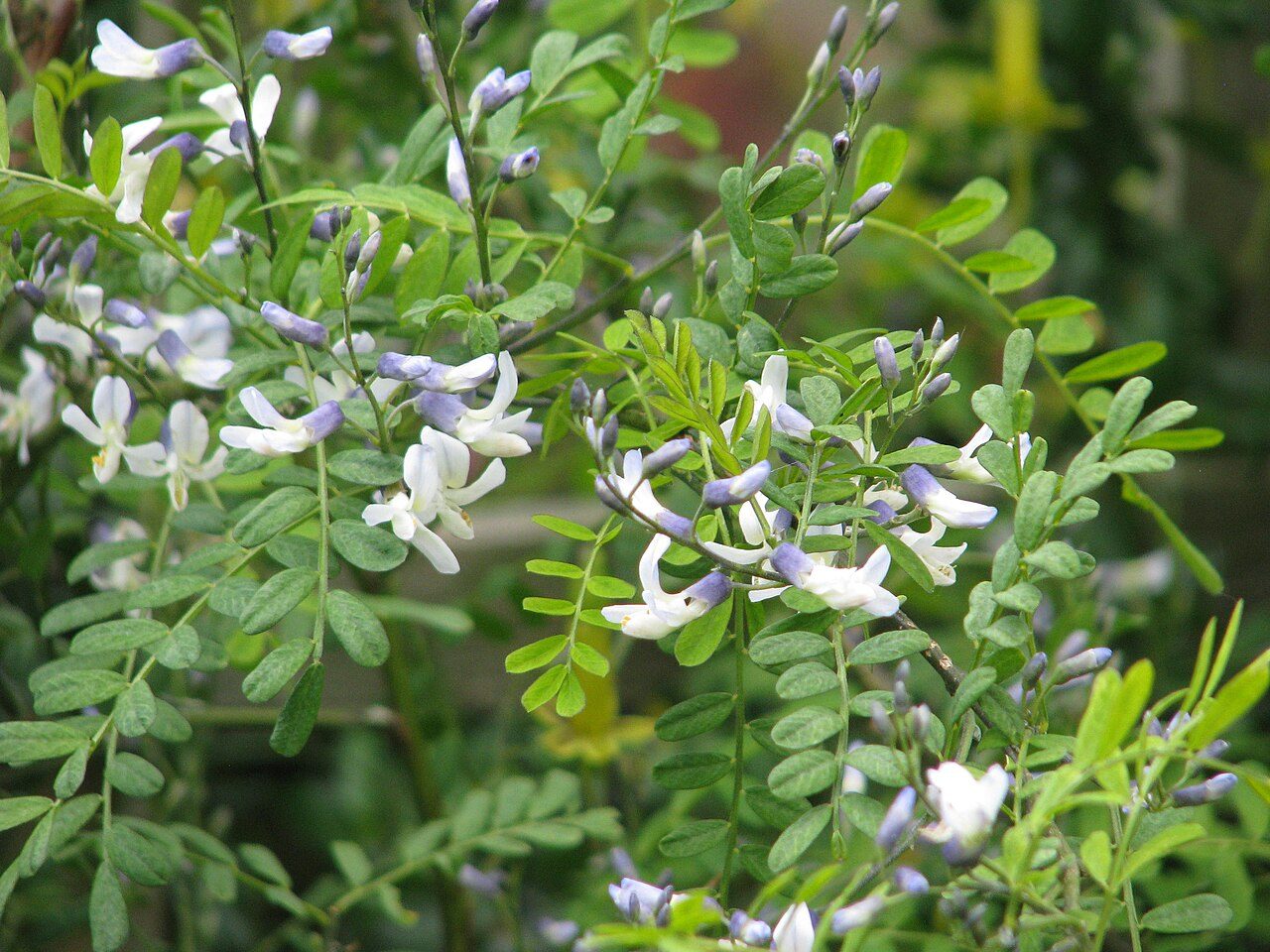 Sophora davidii 3