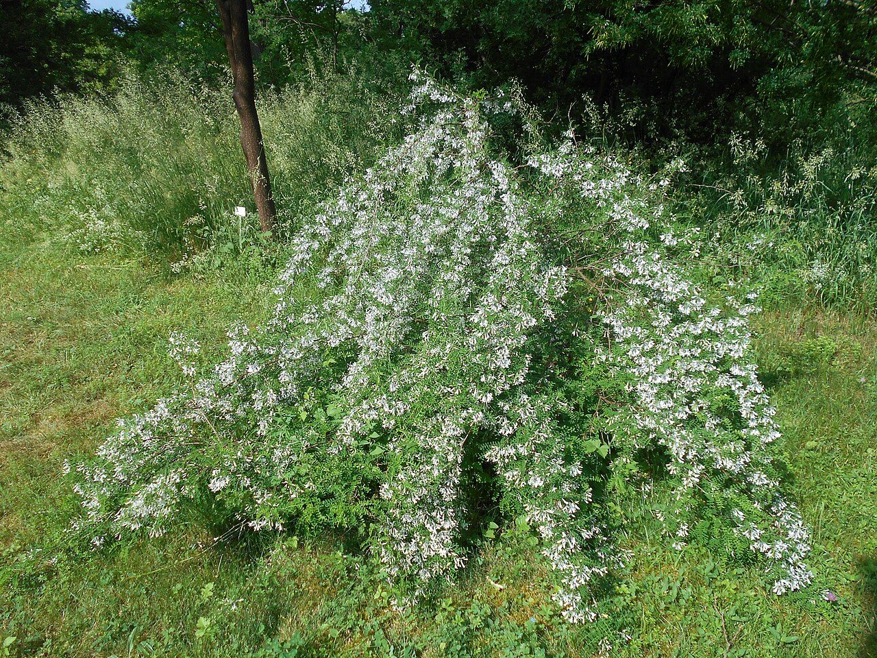 Sophora davidii 4