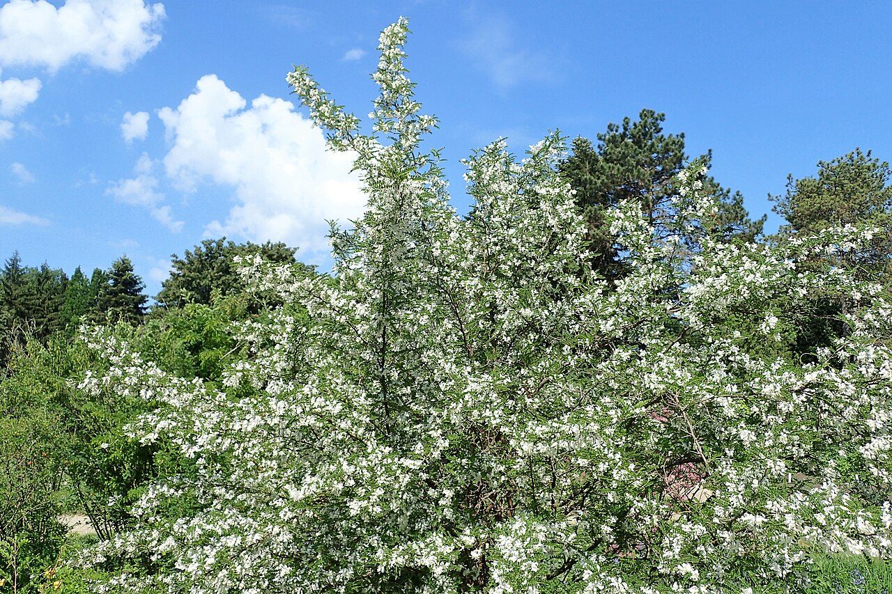 Sophora davidii 5