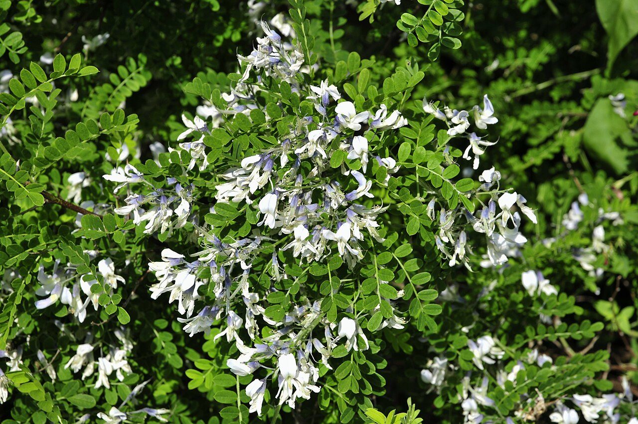Sophora davidii 6