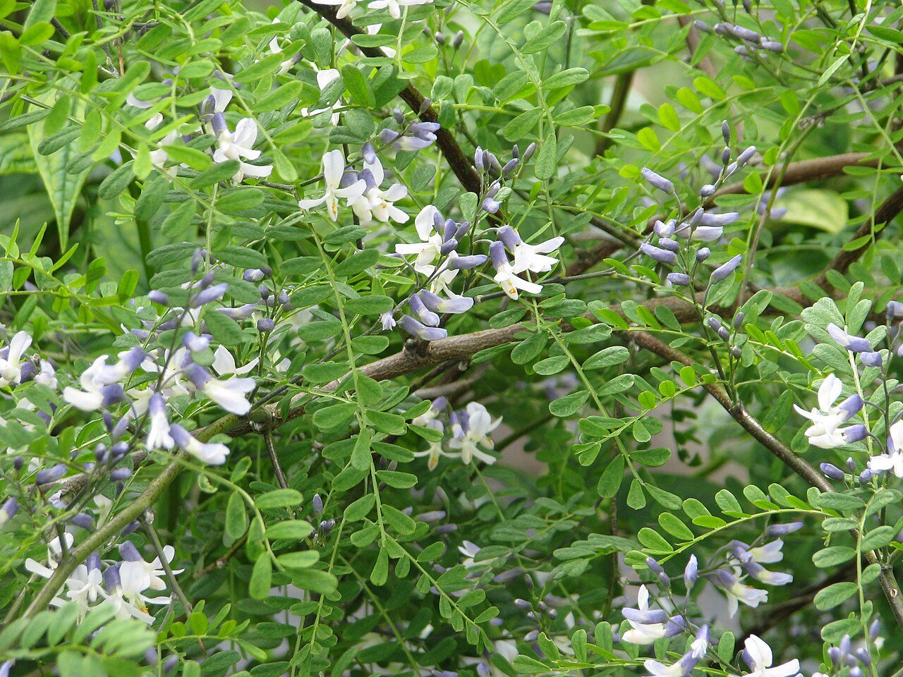 Sophora davidii 7