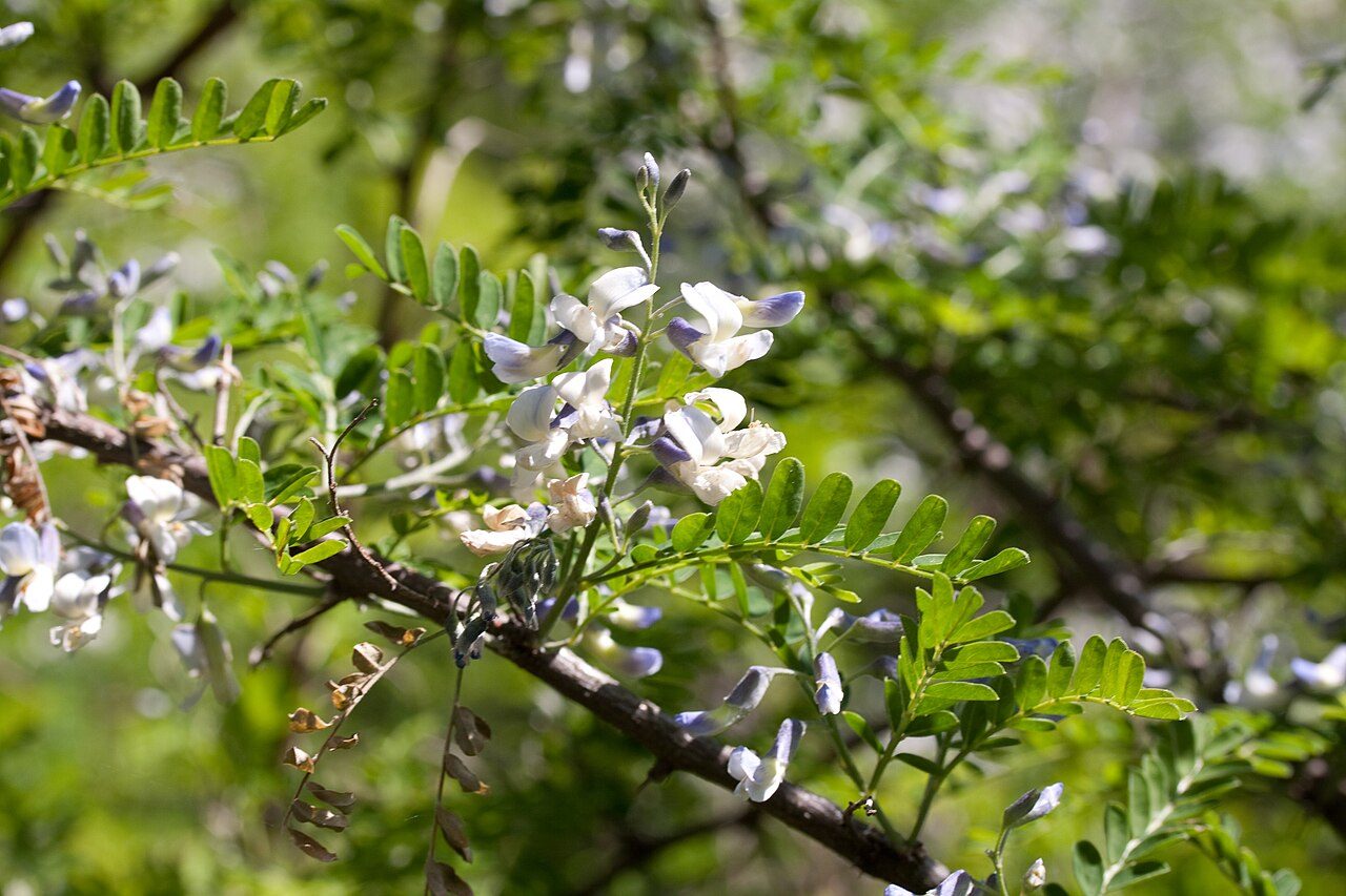 Sophora davidii 9