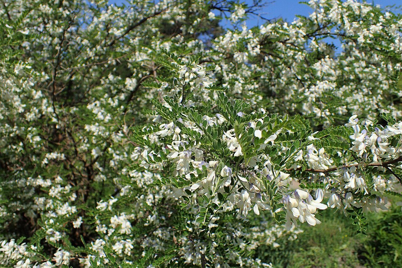 Sophora davidii 8