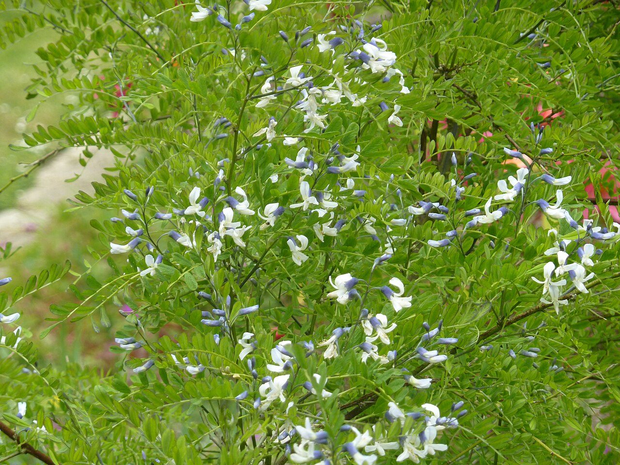 Sophora davidii 10