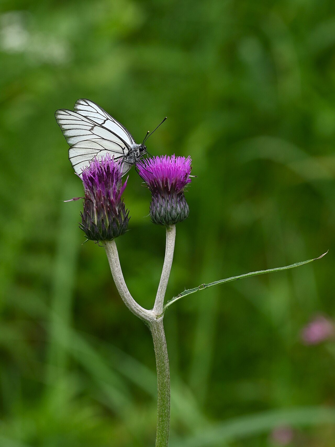 Cirse des ruisseaux 8