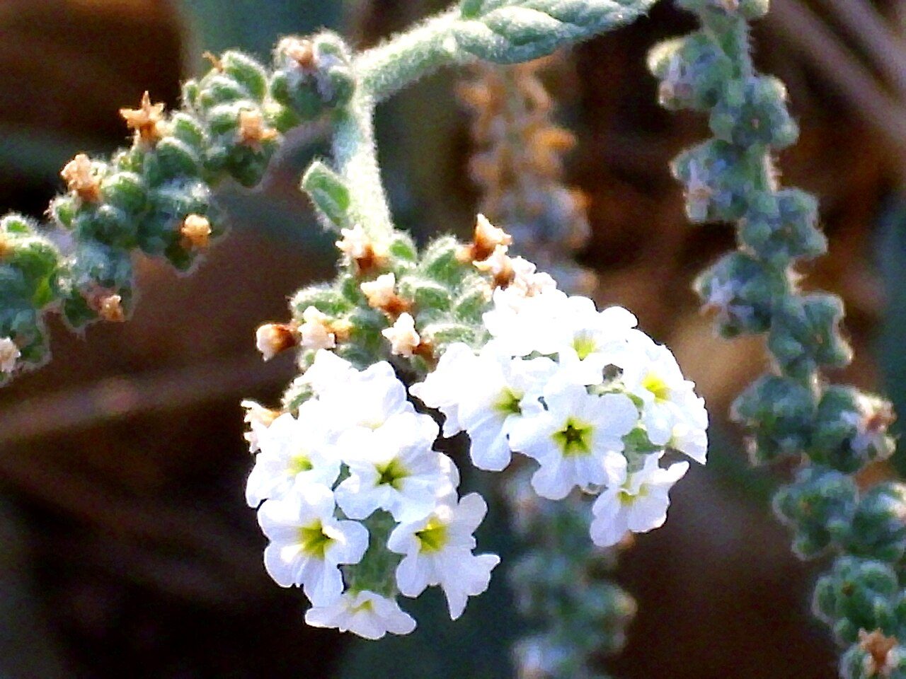 Heliotropium europaeum