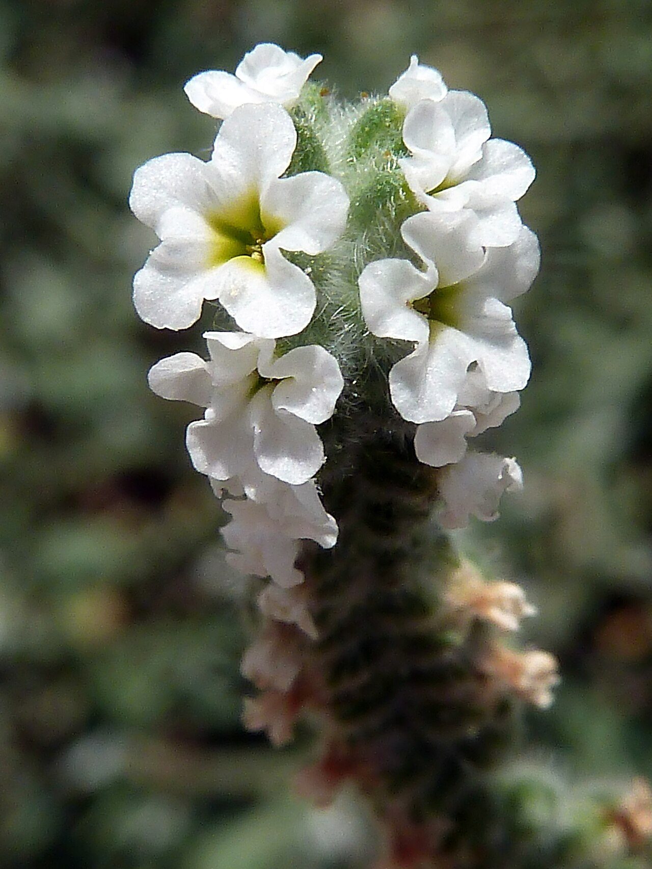Heliotropium europaeum 2
