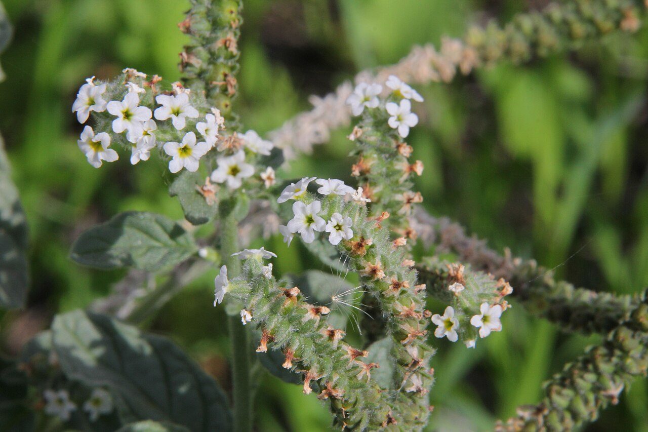 Heliotropium europaeum 3