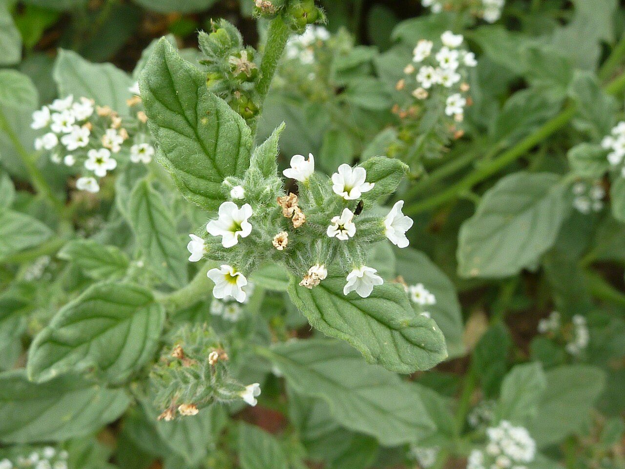 Heliotropium europaeum 4