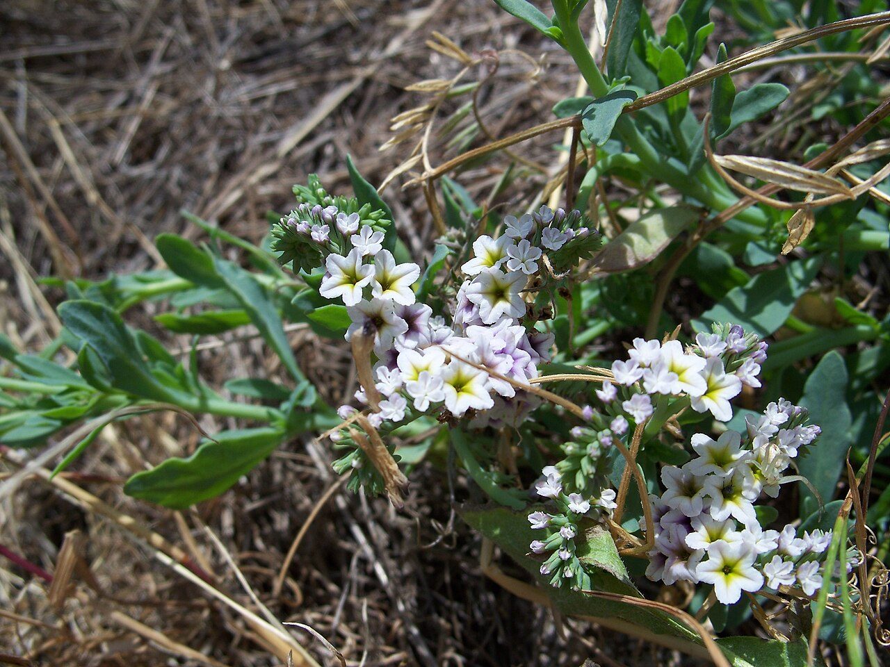 Heliotropium europaeum 5