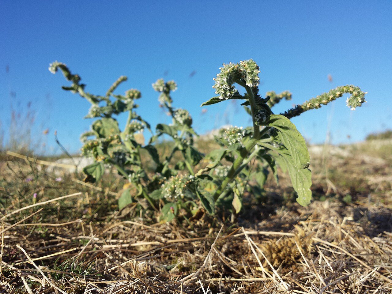 Heliotropium europaeum 6