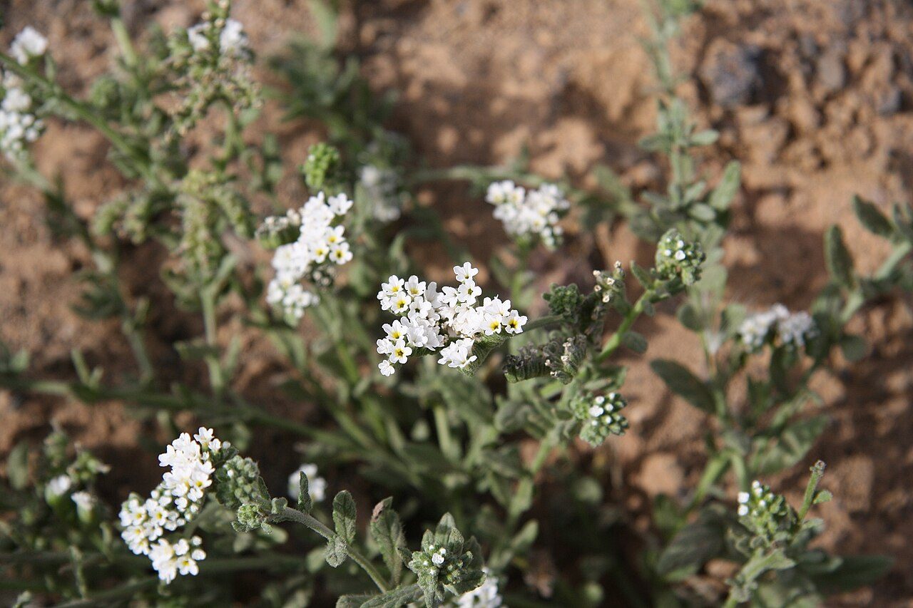 Heliotropium europaeum 7