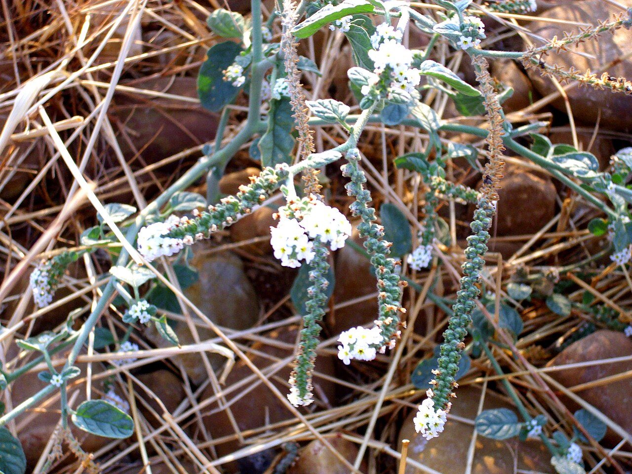 Heliotropium europaeum 8