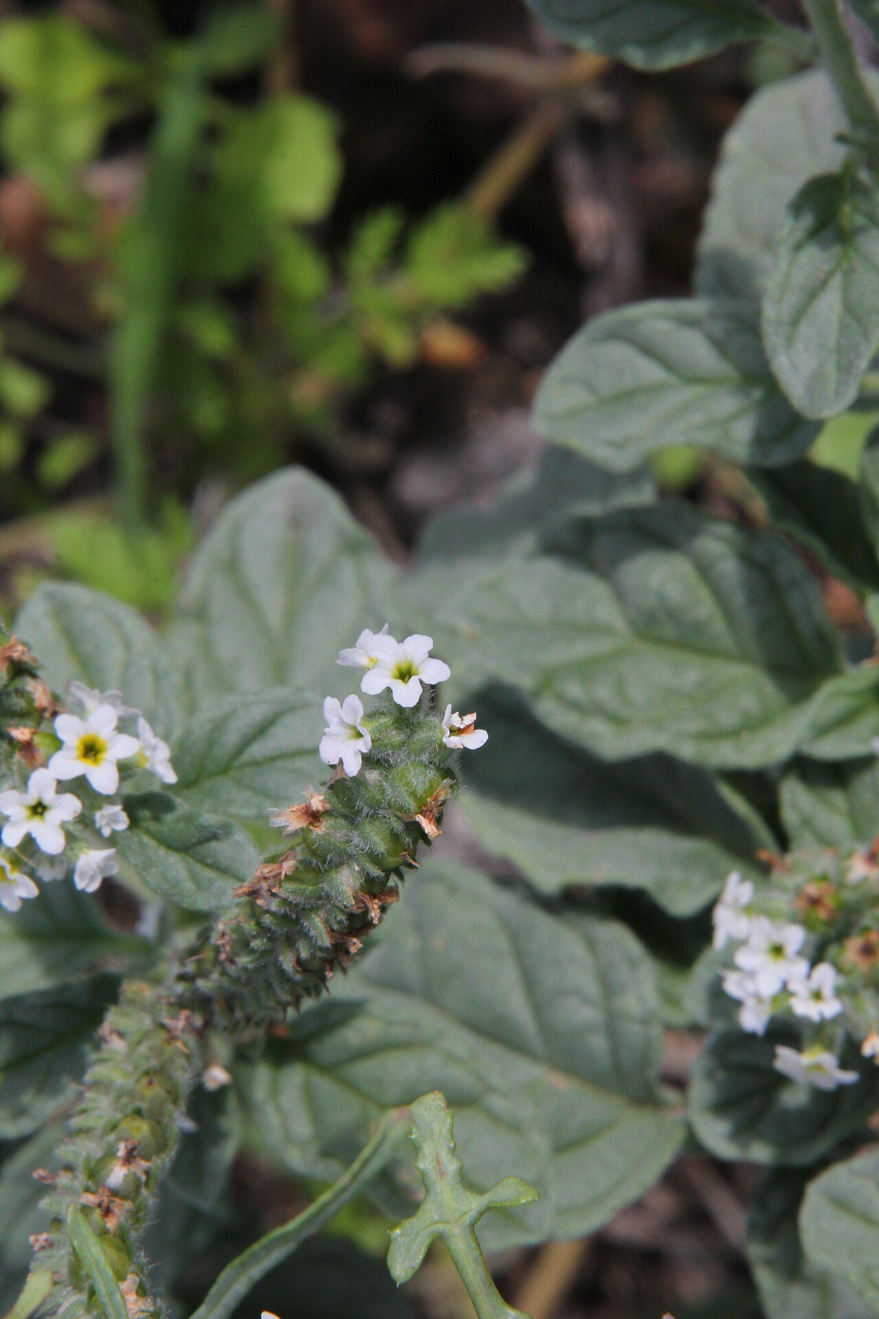 Heliotropium europaeum 9