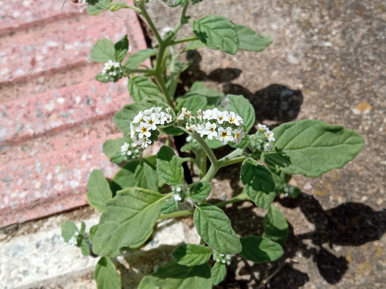 Heliotropium europaeum 10